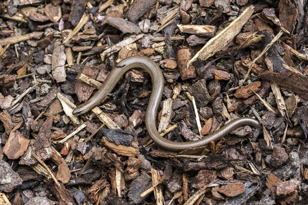 Slow worm