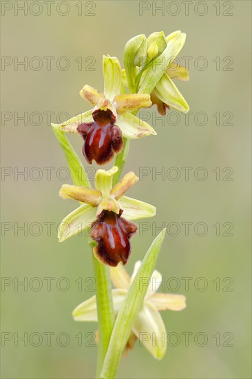 Small spiderwort