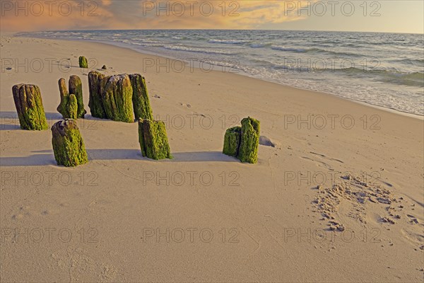 Algae-covered groynes in the evening on the beach of Rantum