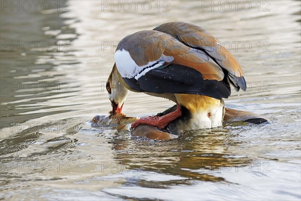 Egyptian goose