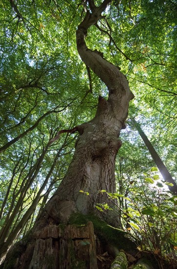 Darss primeval forest