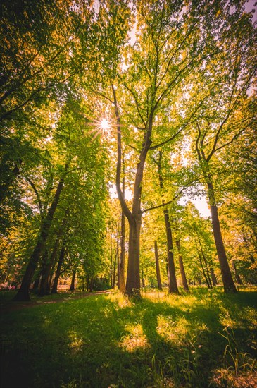 Sun star shines through the canopy of deciduous trees on Sunday at noon in the von-alten-Garten Park in Hannover Linden