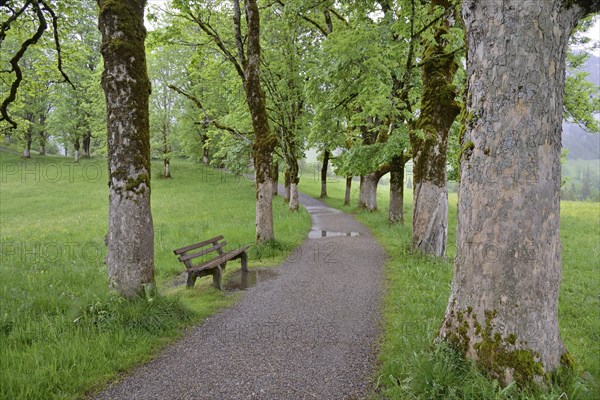 Tree avenue with heavily mossy mountain maple trees