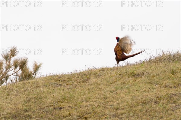 Pheasant