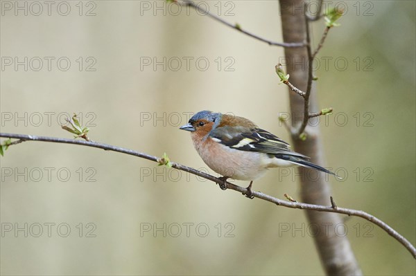 Common chaffinch