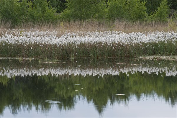 Common cottongrass