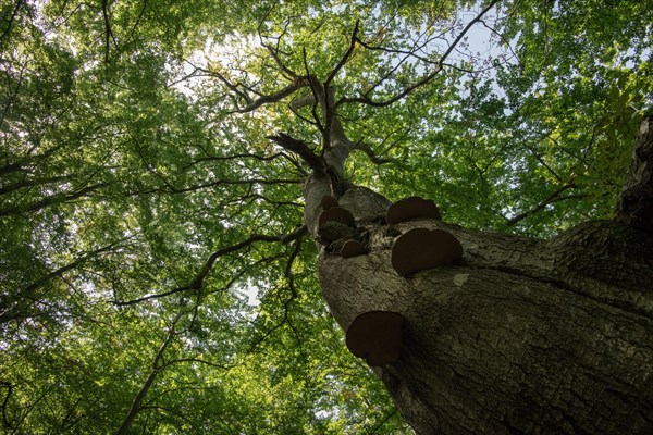 Standing deadwood in the Darss primeval forest