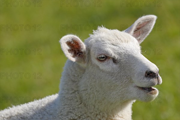 Young domestic sheep