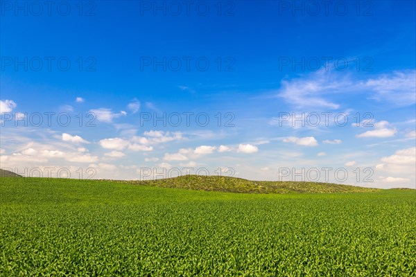 Lush green farm land landscape with hills in the distance