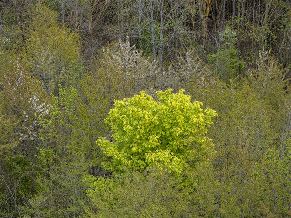 Baeume im Naturpark Schoenbuch bei Herrenberg