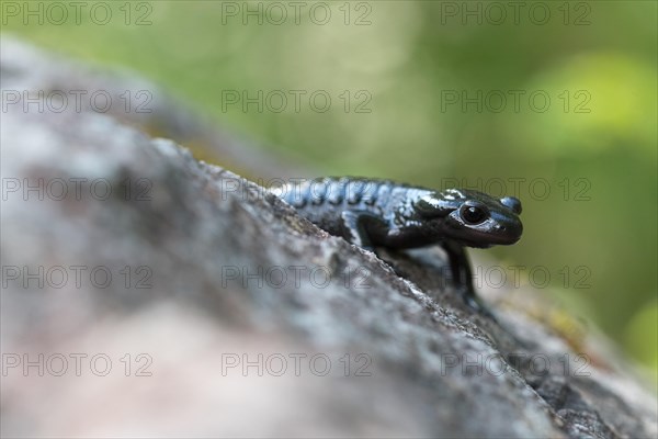 Alpine salamander