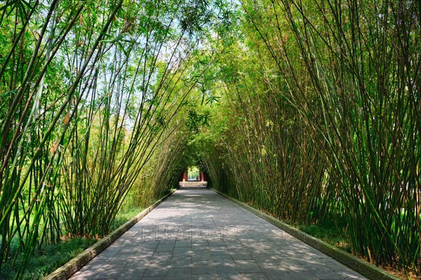 Path in bamboo forest brove in Wangjiang Pavilion