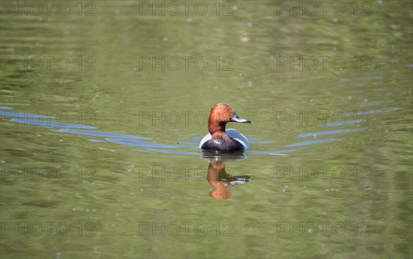 Common common pochard