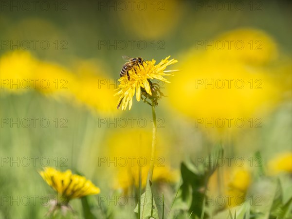 Flowering dandelion