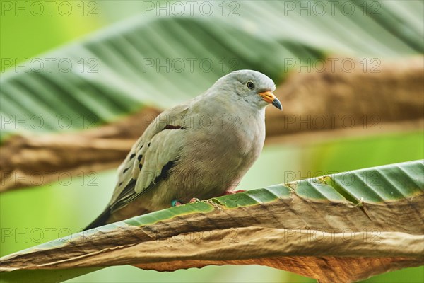 Croaking ground dove