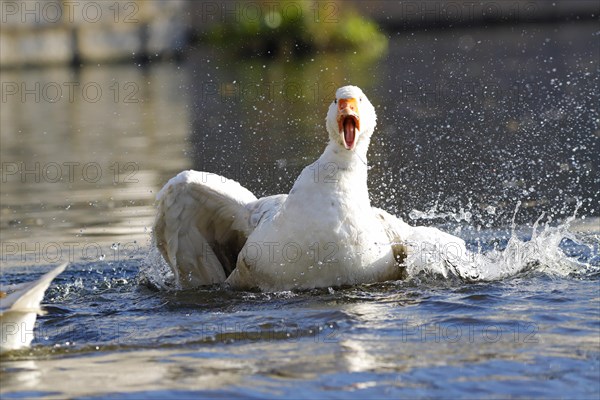 Domestic goose