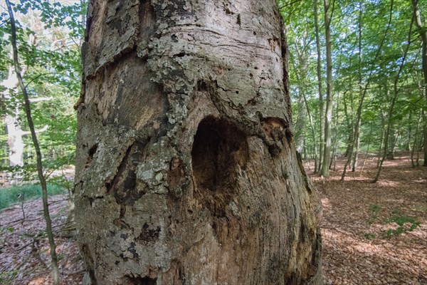 Standing deadwood in the Darss primeval forest