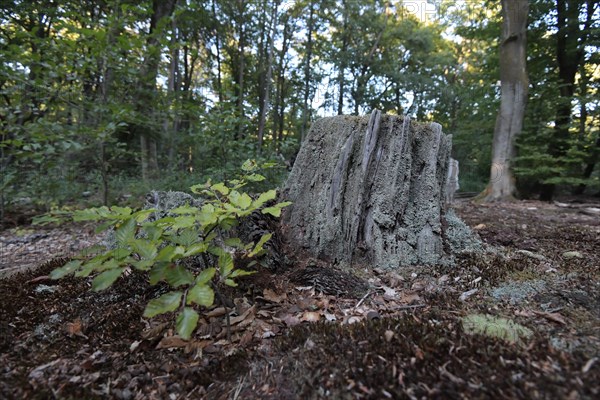 Tree stump in the Darss primeval forest