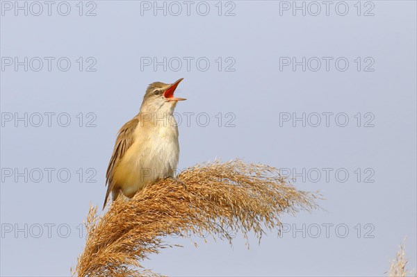 Great reed warbler