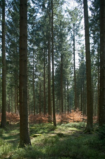 Forest in transition