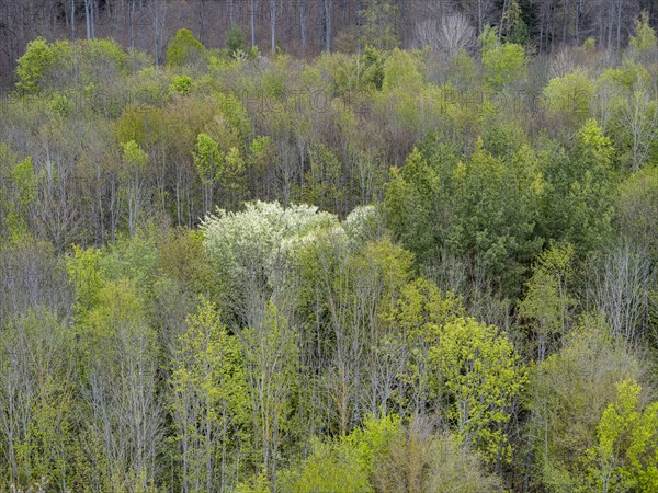 Baeume im Naturpark Schoenbuch bei Herrenberg