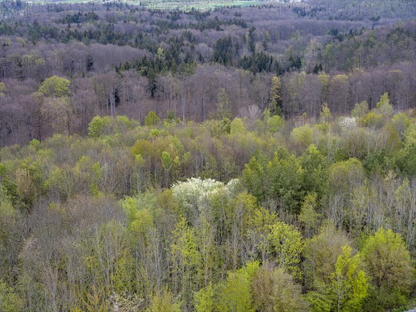 Baeume im Naturpark Schoenbuch bei Herrenberg