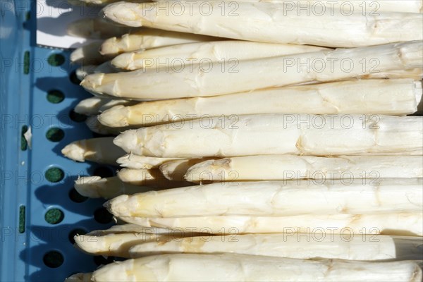 Frischer Spargel auf einem Marktstand