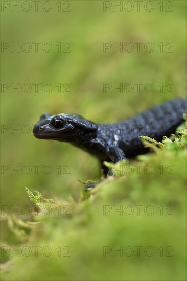 Alpine salamander