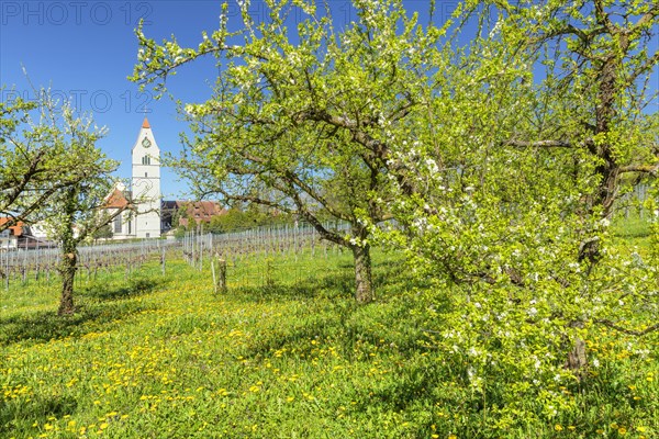 Fruit tree blossom in spring