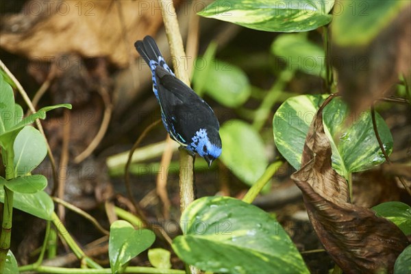 Turquoise tanager