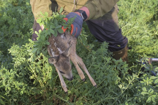 Fawn