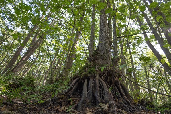 Mixed beech forest