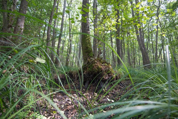 Mixed beech forest