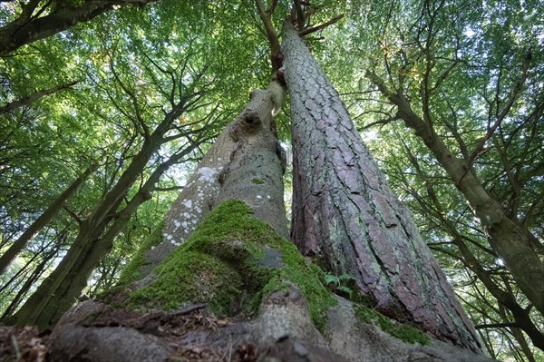 Darss primeval forest