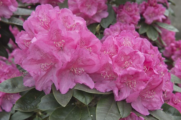 Rhododendron flowers