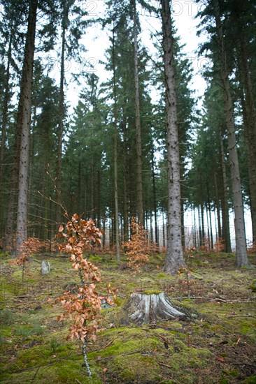 Forest in transition