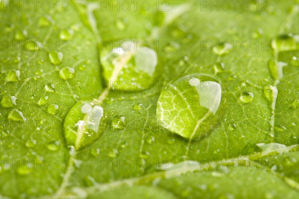 Green leaf with three big water droplets macro