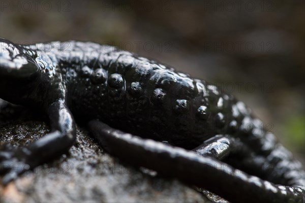 Alpine salamander