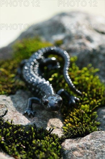 Alpine salamander