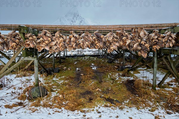 Drying flakes with stockfish cod fish in winter. Reine fishing village