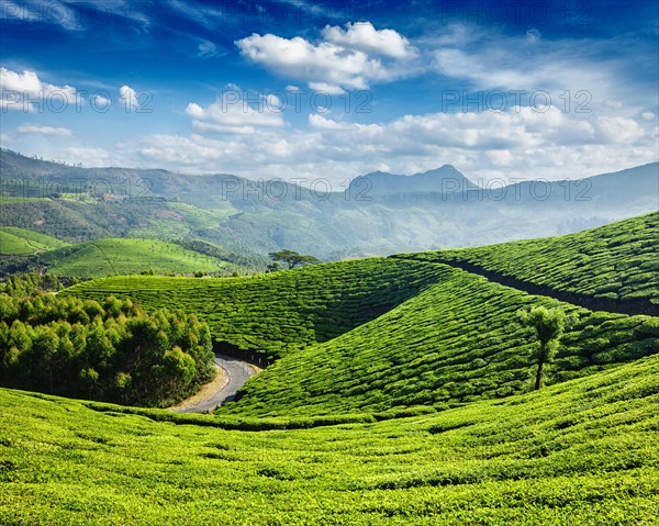 Green tea plantations in the morning