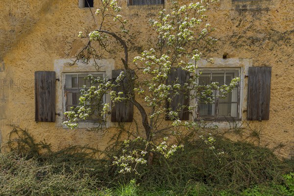 Flowering pear