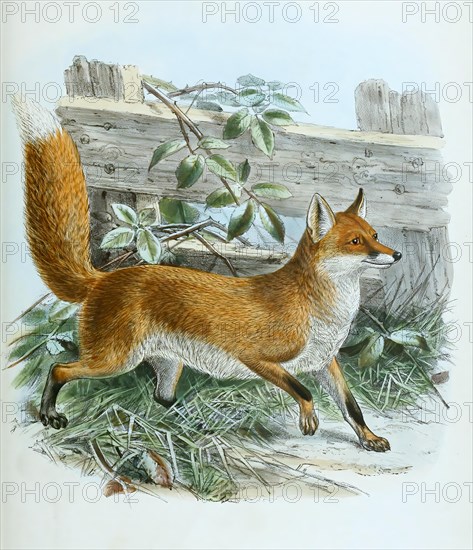 Red fox