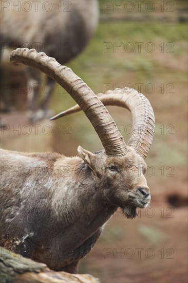 Alpine ibex