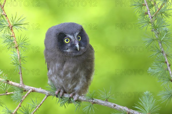 Tengmalm's Owl