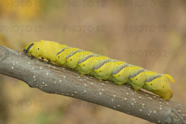 Larva