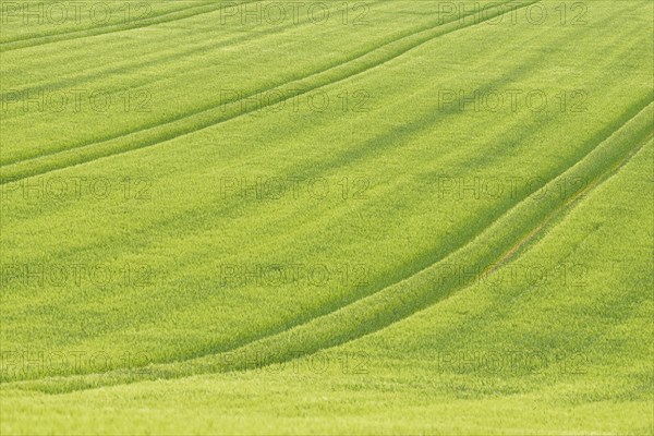 View over a grain field