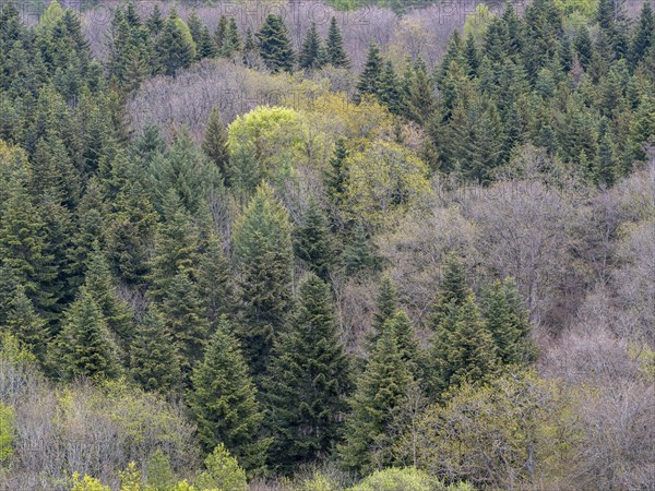 Baeume im Naturpark Schoenbuch bei Herrenberg