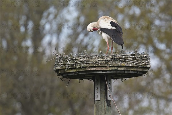 Weissstorch