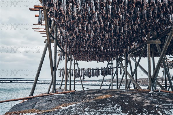 Drying flakes with stockfish cod fish in winter. Reine fishing village